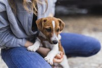 Animales abandonados