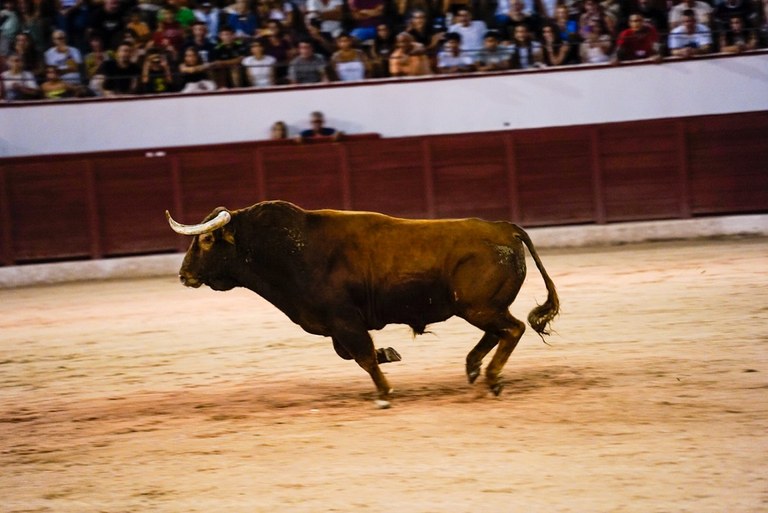 NdP_Licitación festejos taurinos 2025 (3).jpg
