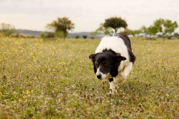 NdP_Pastoreo (1).jpg NdP_Pastoreo (1).jpg