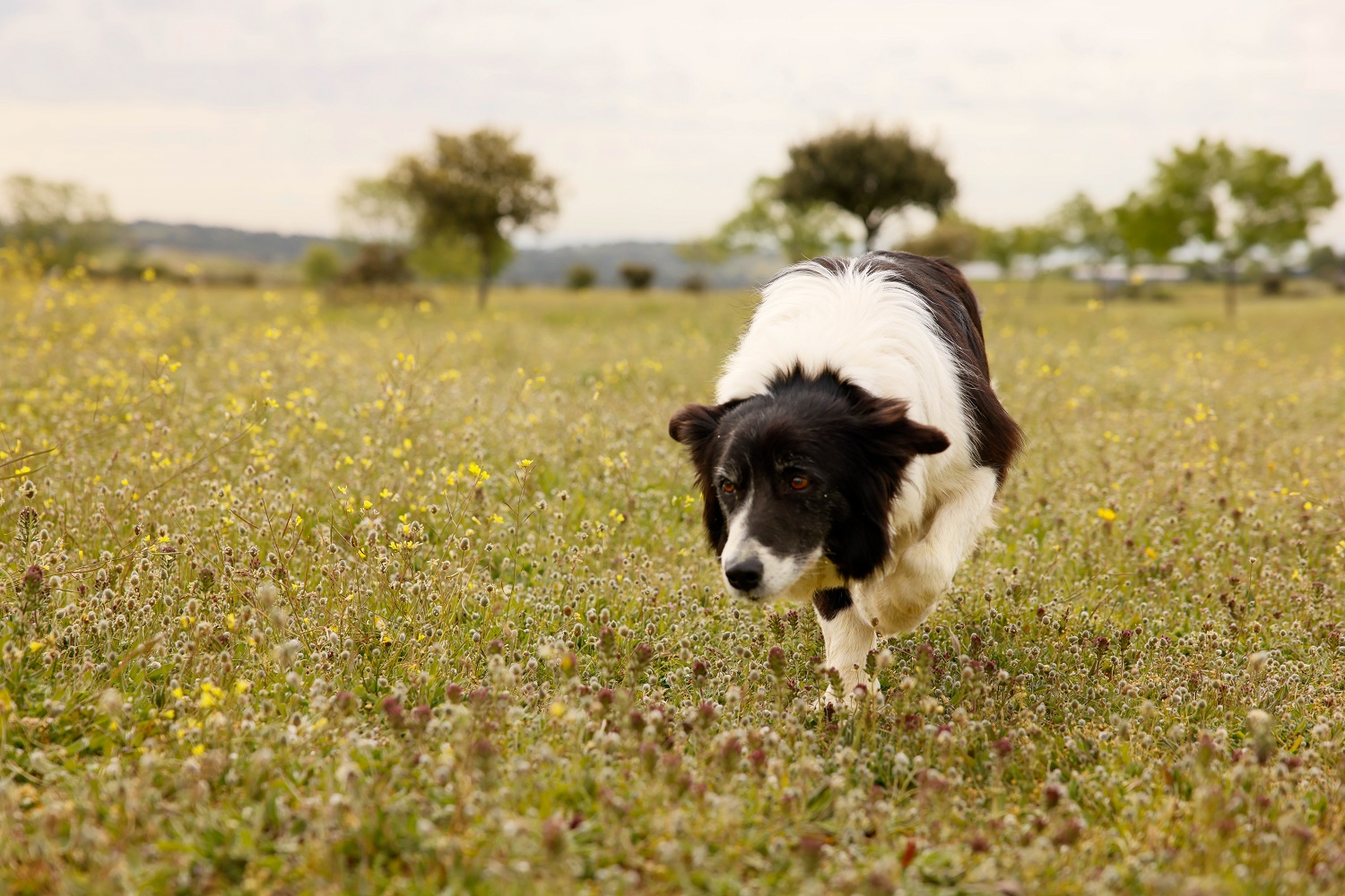 NdP_Pastoreo (1).jpg