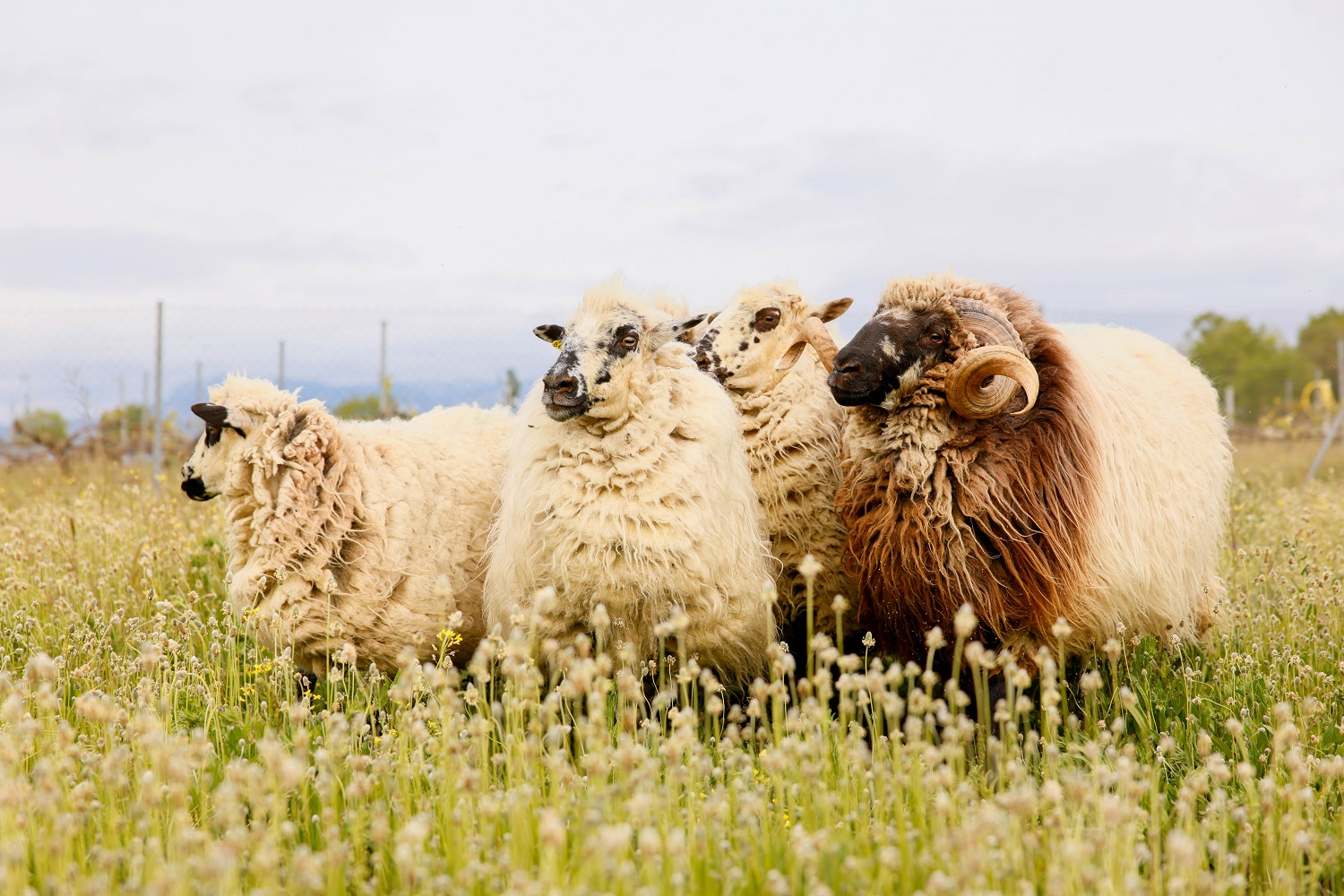 NdP_Pastoreo (2).jpg