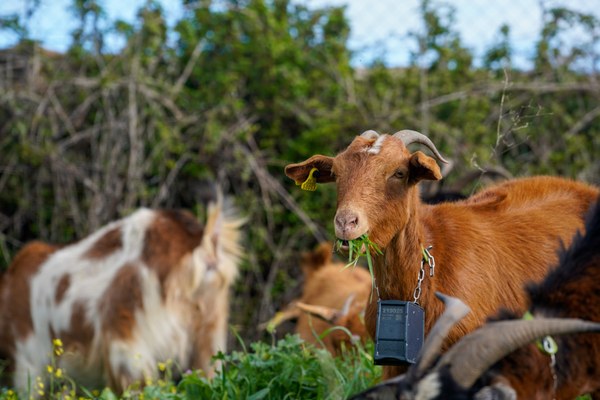 NdP_XJornadasPastoreo-FeriaQuesos_2.jpg NdP_XJornadasPastoreo-FeriaQuesos_2.jpg