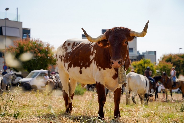 08-28_Jueves_Traslado bueyes.jpg