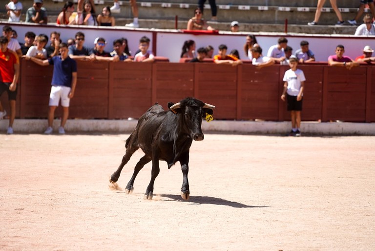 08-30_Sábado_Suelta reses.jpg