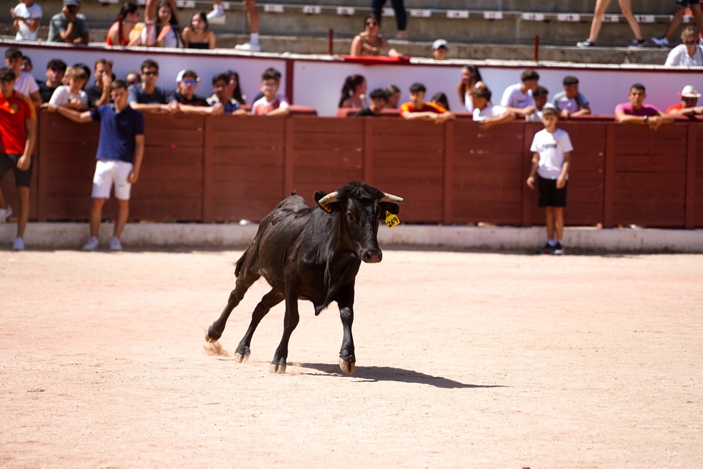 08-30_Sábado_Suelta reses.jpg