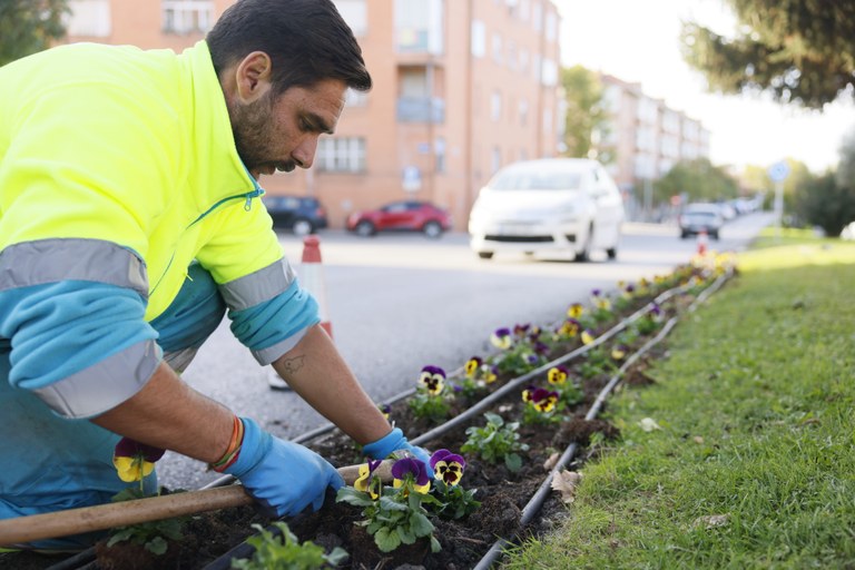 Colmenar Viejo se llena de color con 11.000 plantas de flor de temporada