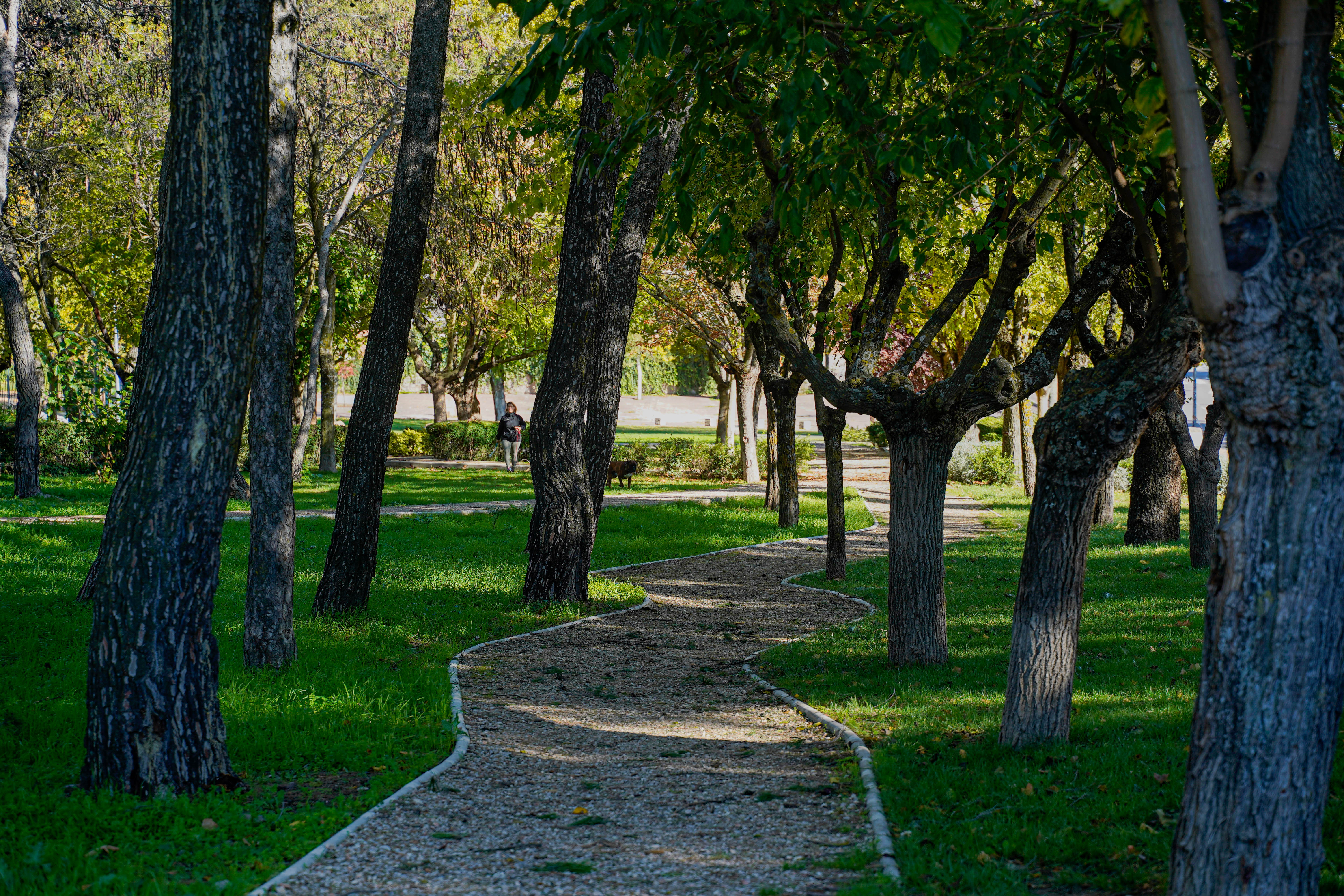 arbolado parques (3).jpg