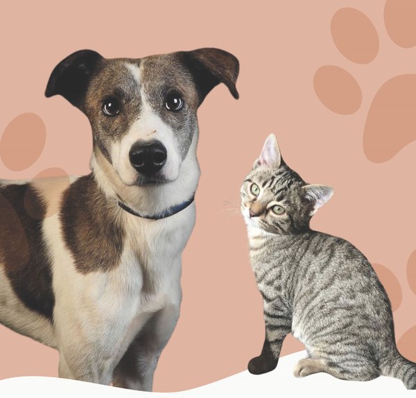 NdP_Adopta.jpg