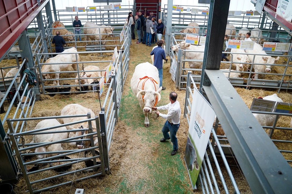 NdP_SubastaGanado_2025 (1).jpg