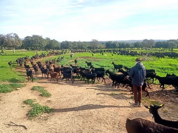 NdP_Suerte Ampanera.jpeg