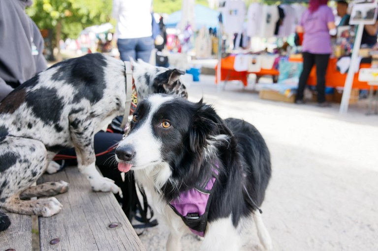 Ampliar 'Este fin de semana: Jornada de la Salud, Marcha del Medio Ambiente y Día de la Familia Perruna'