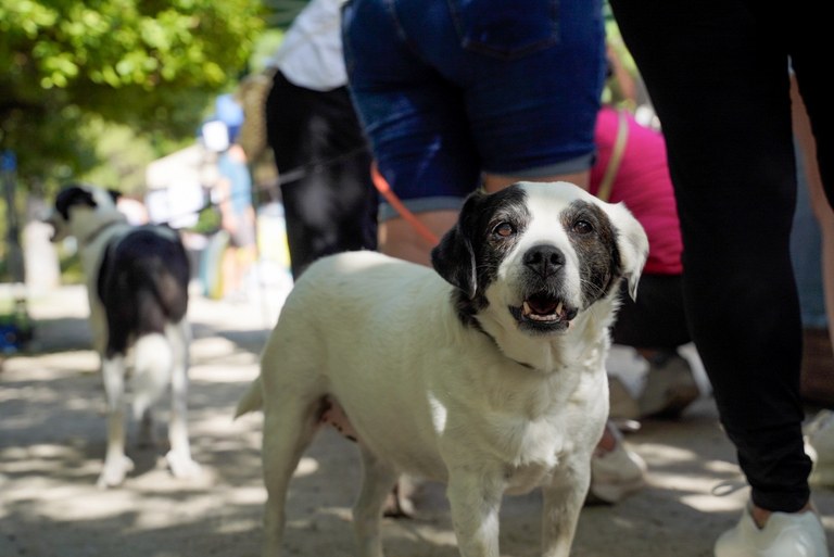 NdP_DíaFamiliaPerruna (3).jpg