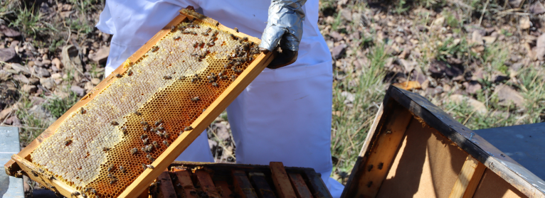 NdP_IV Jornada Apícola.png