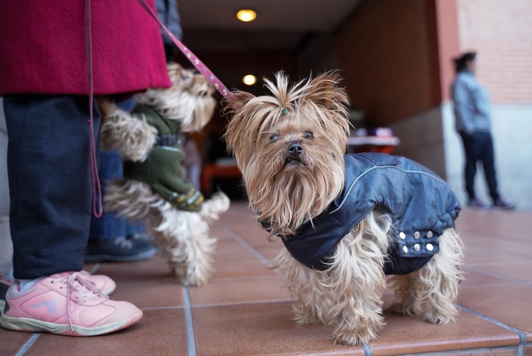 Ampliar 'Invitamos a todas las familias colmenareñas con perro a compartir sus historias y celebrar el vínculo que las une a sus compañeros de cuatro patas'