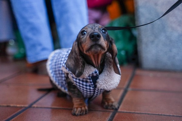 NdP_DíaFamiliaPerruna (2).jpg