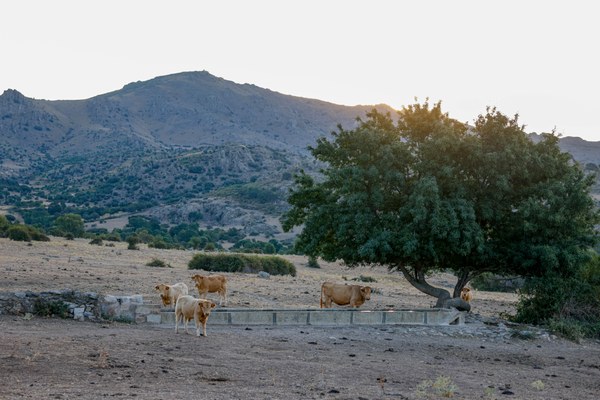 Bando 2026 aprovechamiento de pastos dehesa.jpeg
