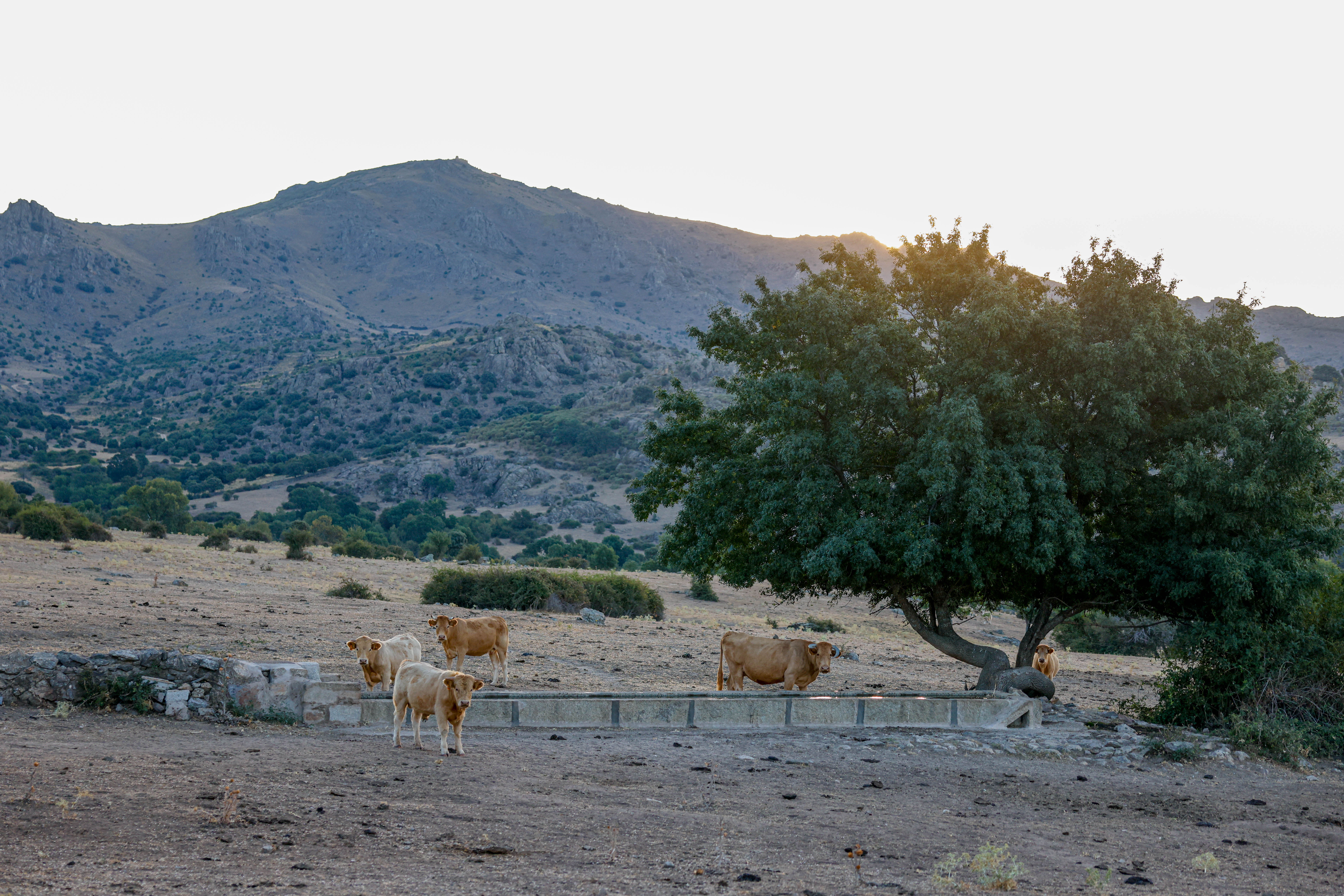 Bando 2026 aprovechamiento de pastos dehesa.jpeg