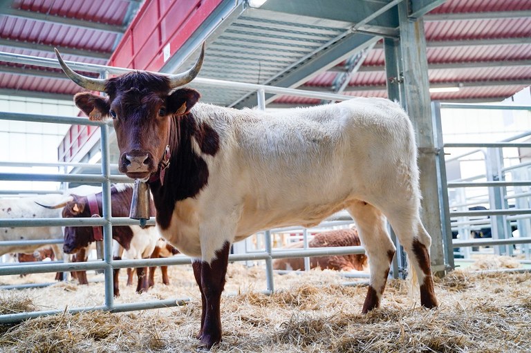 NdP_SubastaGanado_2025 (3).jpg