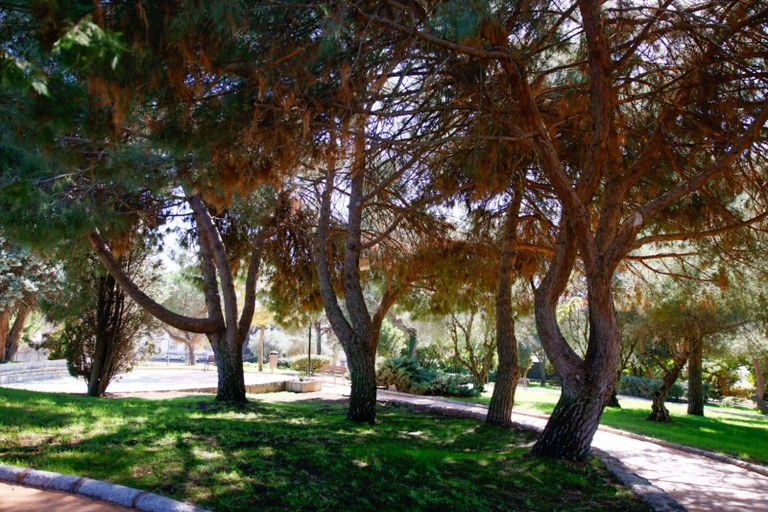 NdP_Abre Parque Alcalde Cosme Jerez_04.jpeg